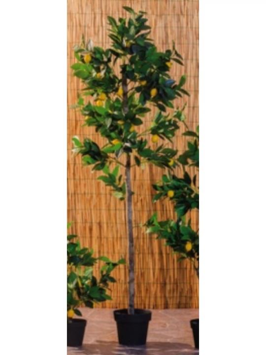 Limone Vaso Decorazione D20Xh180